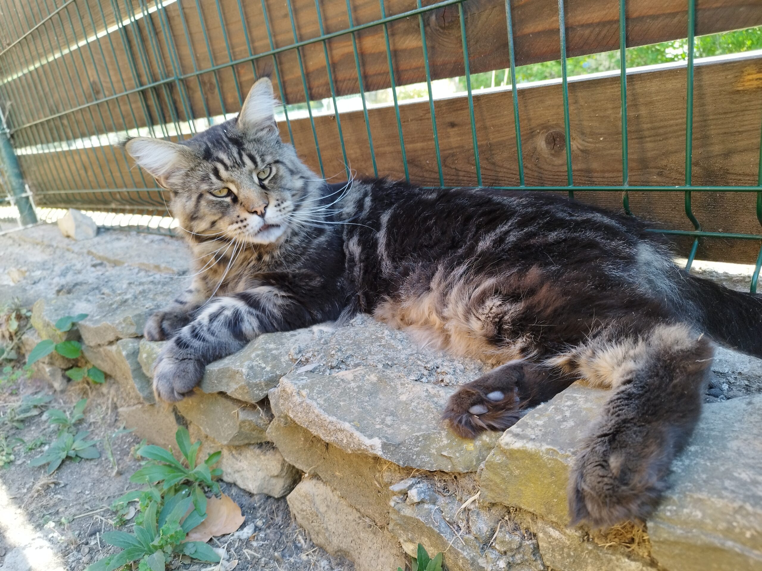 PHOEBUS de la Quinta do Gato