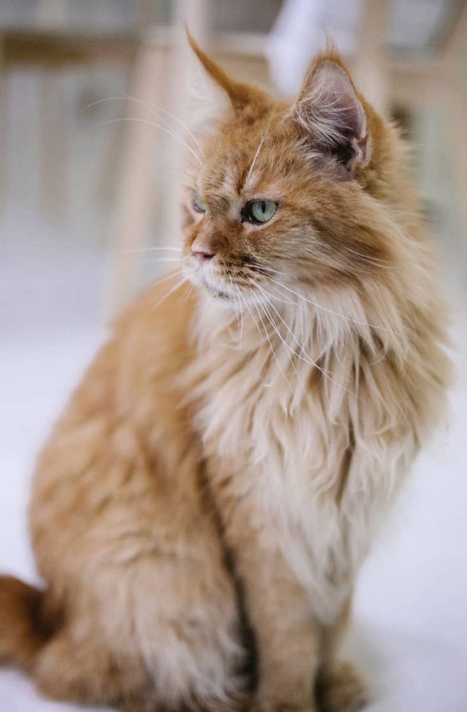 pension feline et elevage main coon montpellier
