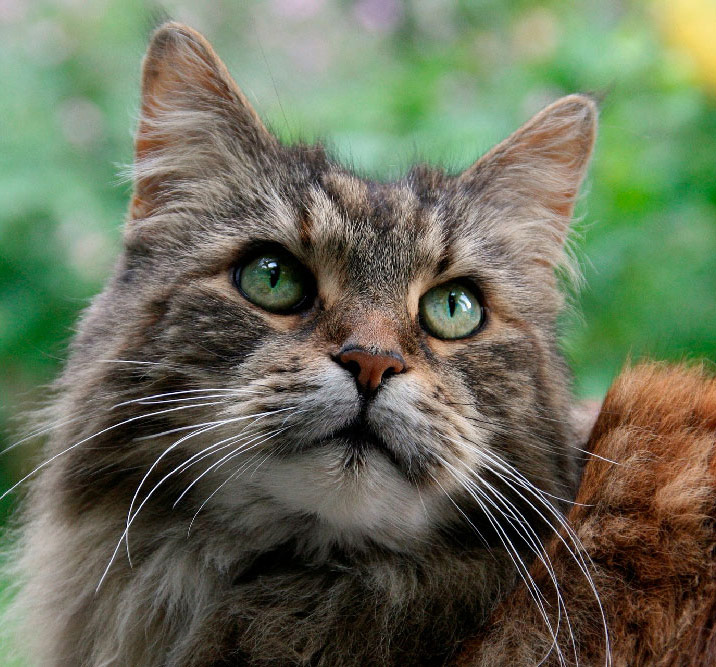 pension feline et elevage main coon montpellier